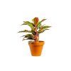 2187 1 aglaonema crete prumer 12 14 cm