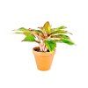 2187 aglaonema crete prumer 12 14 cm