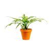2190 1 aglaonema cutlass prumer 12 cm