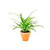 2190 aglaonema cutlass prumer 12 cm