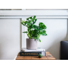 Monstera adansonii Monkey Mask, průměr 12 cm