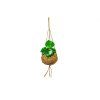 Kokodama Peperomia polybotrya raindrop (L)  Peperomie, Pepřinec