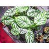 Alocasia Dragon Scale, průměr 6 cm  Alokásie,  Alokázie