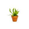 Asplenium Crispy Wave, průměr 6 cm