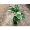 Monstera deliciosa variegata, průměr 17 cm  Monstera skvostná