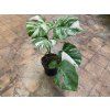 Monstera deliciosa variegata, průměr 17 cm  Monstera skvostná