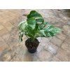 Monstera deliciosa variegata, průměr 17 cm  Monstera skvostná