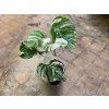 Monstera deliciosa variegata, průměr 17 cm  Monstera skvostná