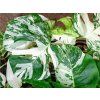 Monstera deliciosa variegata, průměr 17 cm  Monstera skvostná