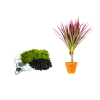 Kokedama "Vyrob si sám" Dracaena marginata Bicolor (S)  Dracéna lemovaná, Dračinec