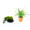 Kokedama "Vyrob si sám" Aglaonema Cutlass (L)  Aglaonema, Spící panna