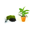 Kokedama "Vyrob si sám" Aglaonema Maria (L)  Aglaonema, Spící panna