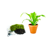 Kokedama "Vyrob si sám" Asplenium Nidus (L)  Sleziník, Ptačí hnízdo