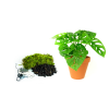 Kokedama "Vyrob si sám" Monstera adansonii Monkey Mask (L)  Monstera, Adansonova monstera, Švýcarský sýr