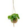 Kokodama Pilea peperomioides (L)  Chinese money plant, Palačinková kytka