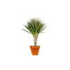 Dracaena marginata Bicolor, průměr 24 cm  Dracéna lemovaná, Dračinec