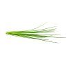 Chives plant 1200x960