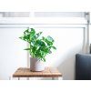 27237 1 monstera adansonii monkey mask prumer 13 cm hydroponie