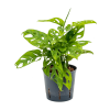 27237 monstera adansonii monkey mask prumer 13 cm hydroponie