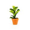 2757 ficus lyrata prumer 12 cm