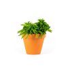 Gardners.cz Peperomia Happy Bean