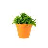 Gardners.cz Peperomia Happy Bean 2
