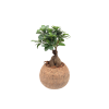 Kokodama Ficus microcarpa Ginseng (L)  Fíkovník drobnolistý