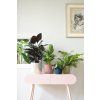 28687 6 obal vibes fold mini 11 cm modra