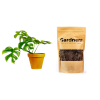 Set Monstera minima a substrát, M  Monstera