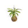 Kokedama Dracaena fragrans mix (M)  Dracéna lemovaná, dračinec