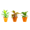 31734 aglaonema mix prumer 12 14 cm