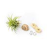 32447 snek vyrob si sam s tillandsii ionantha
