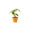 Alocasia Jacklyn, průměr 6 cm  Alokásie,  Alokázie