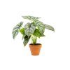 Alocasia Silver Dragon, průměr 12 cm  Alokásie,  Alokázie
