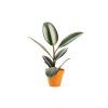 Ficus Abidjan, průměr 8,5 cm