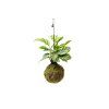 Kokedama Calathea Freddie (M)  Kalatea, Kaláthea
