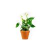 Anthurium andraeanum mix, průměr 9 cm  Anturie, Toulitka, Prasečí ocásek