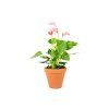 Anthurium andraeanum mix, průměr 9 cm  Anturie, Toulitka, Prasečí ocásek