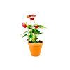 Anthurium andraeanum mix, průměr 9 cm  Anturie, Toulitka, Prasečí ocásek