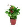 Anthurium andraeanum červená, průměr 12 cm  Anturie, Toulitka, Prasečí ocásek