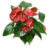 Anthurium andraeanum červená, průměr 12 cm  Anturie, Toulitka, Prasečí ocásek