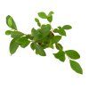 Ficus microcarpa Ginseng, průměr 12 cm  Fíkovník drobnolistý
