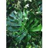 Monstera deliciosa, průměr 17 cm  Monstera skvostná