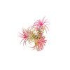 4477 1 tillandsia ionantha red