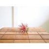 Tillandsia ionantha red17