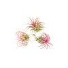 4477 2 tillandsia ionantha red