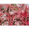 4477 2 tillandsia ionantha red
