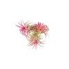 4477 tillandsia ionantha red