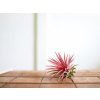 Tillandsia ionantha red