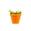 Dionaea, průměr 9 cm  Mucholapka podivná